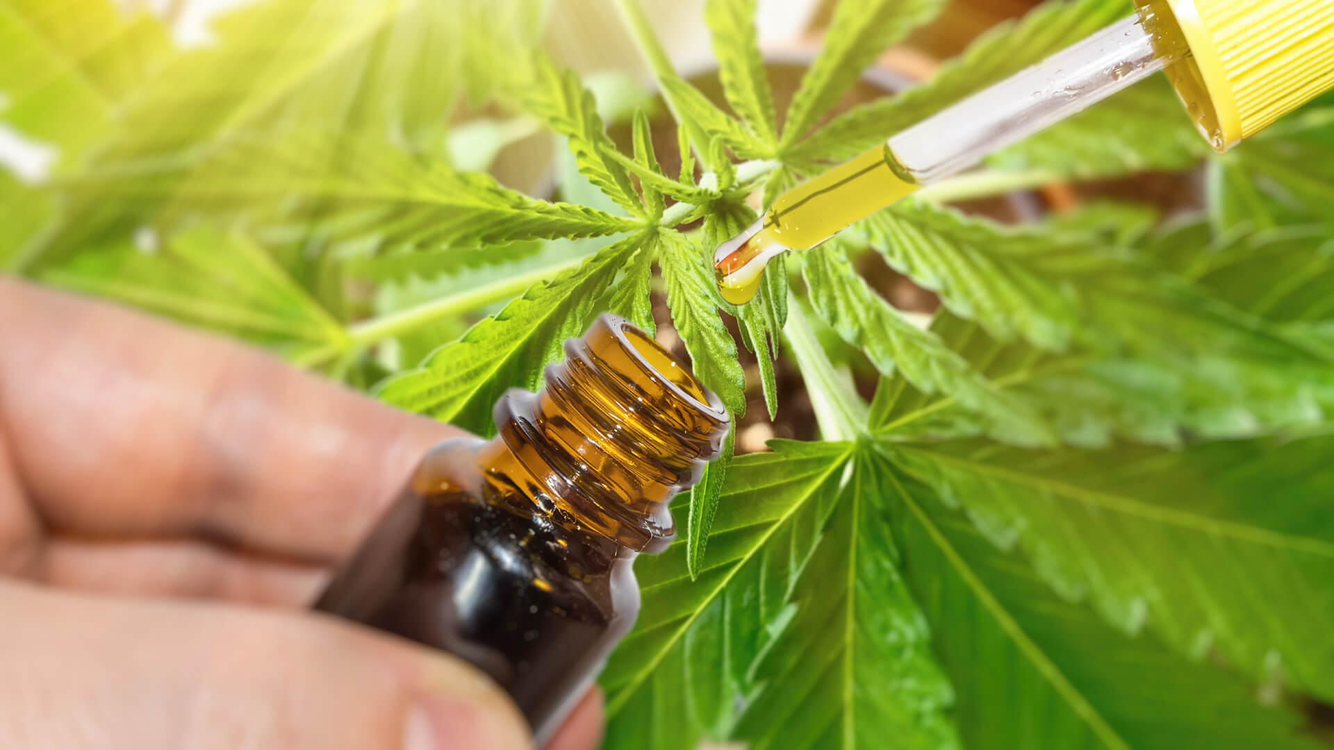 cbd oil